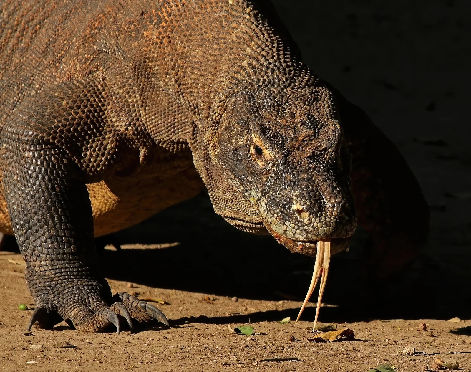Komodowaran im Nationalpark